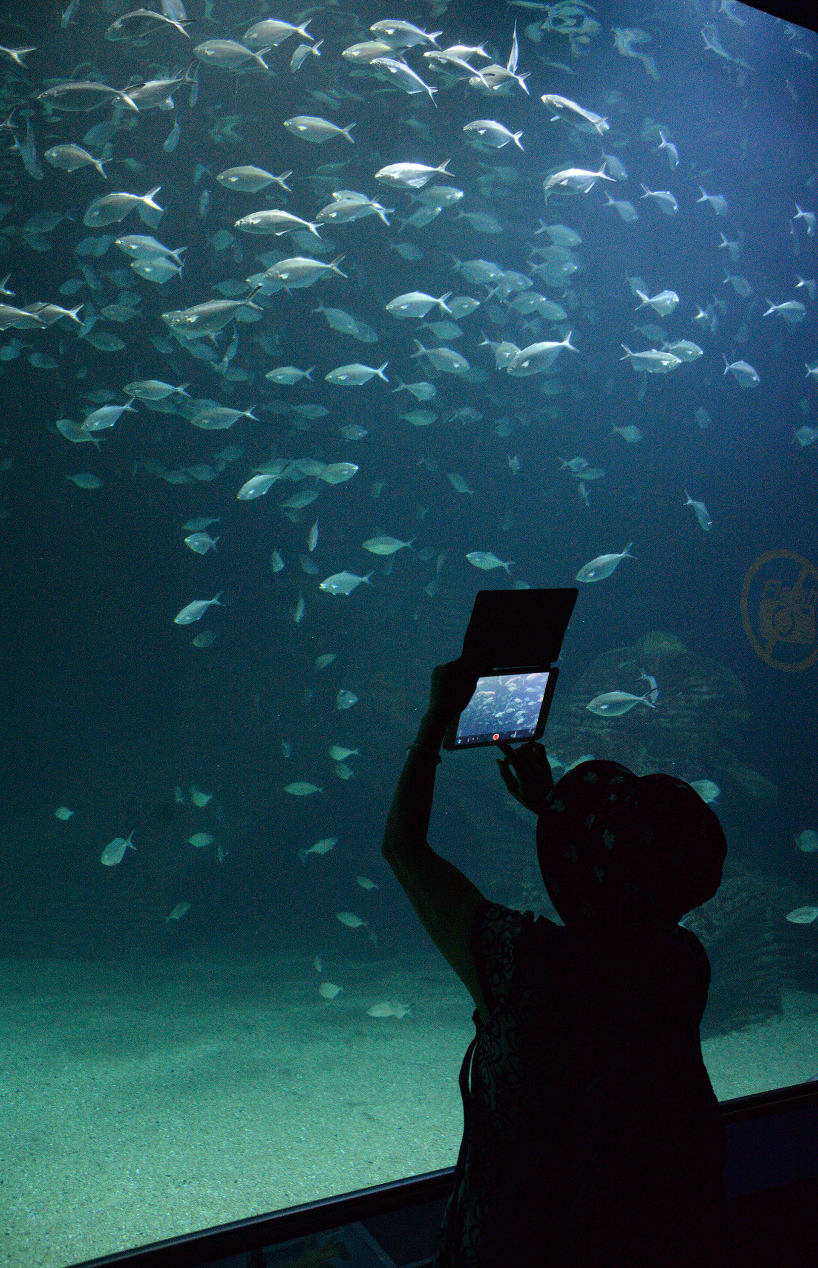 艺术科学城水族馆，瓦伦西亚